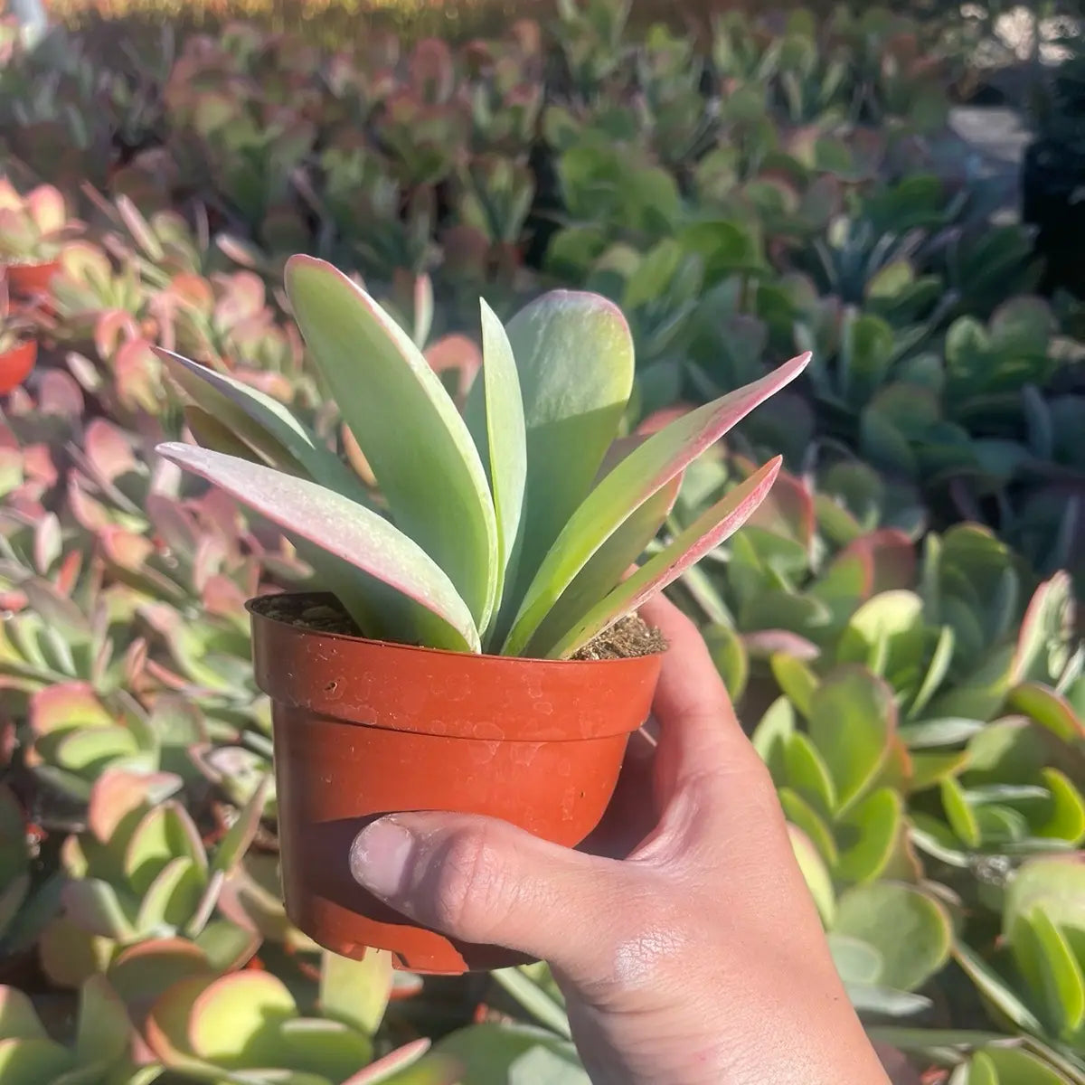 Kalanchoe Paddle Plant – Flapjack Live Succulent Plant for Indoor & Outdoor Décor