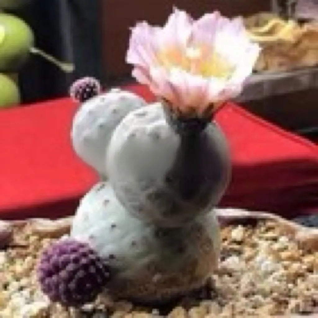 Three balls Tephrocactus geometricus cactus Succulent Home Bonsai
