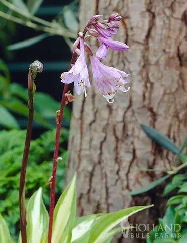 Cherry Berry Hosta