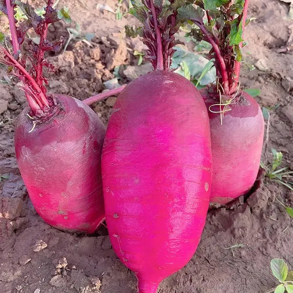 Pineapple Fruit Radish Seeds