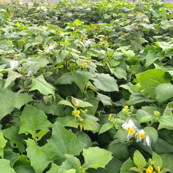 Yacon Seed  Root crop seeds Seeds,