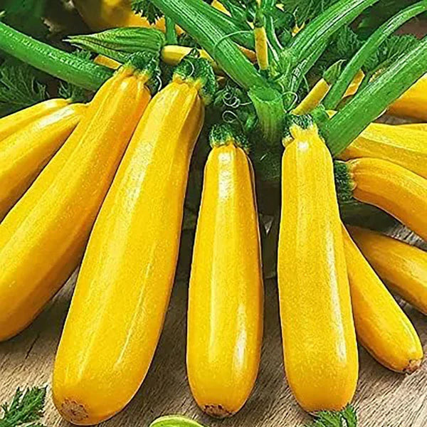 Golden Zucchini Seeds
