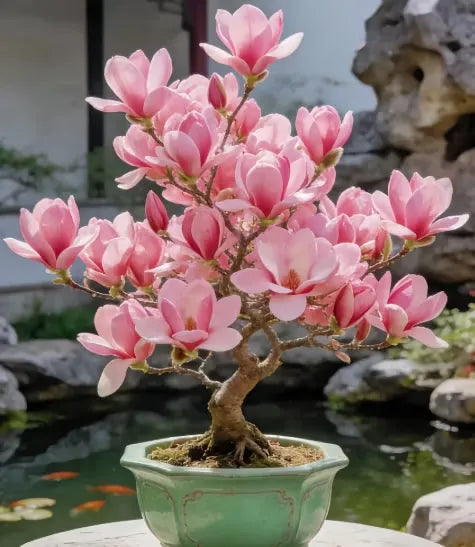 Magnolia liliiflora (Purple Orchids) Bulbs 🌸 Flowers Hide the Leaves, Fragrance Fills the Air
