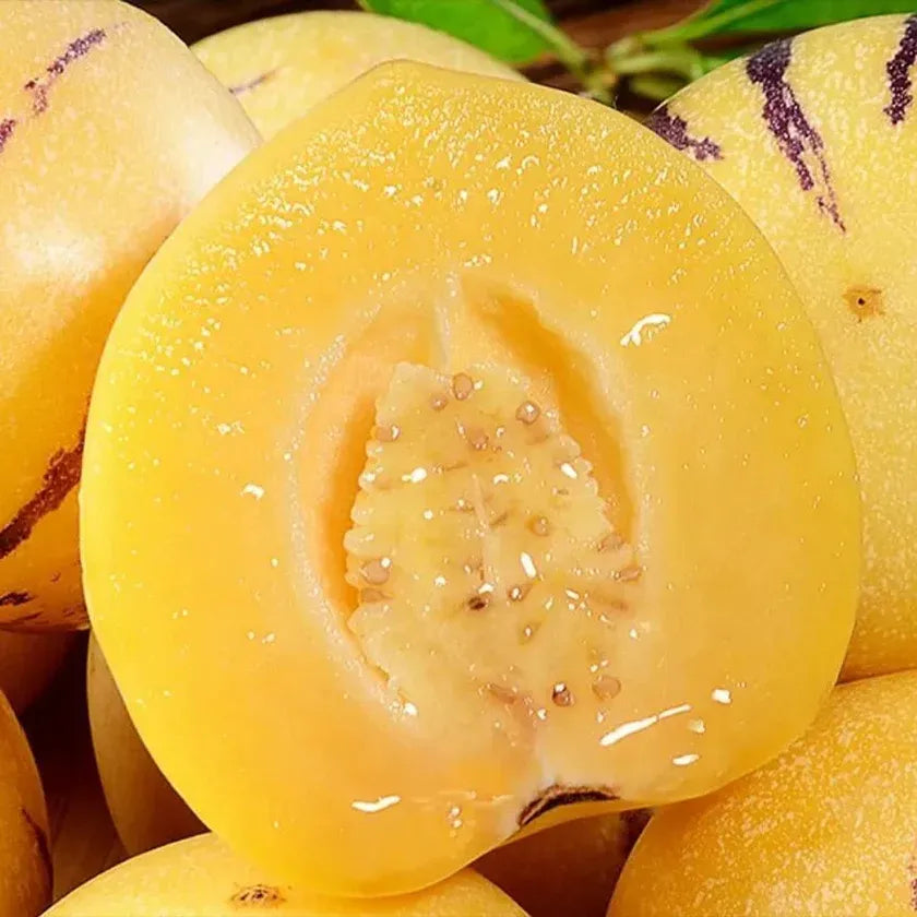 Ginseng Fruit