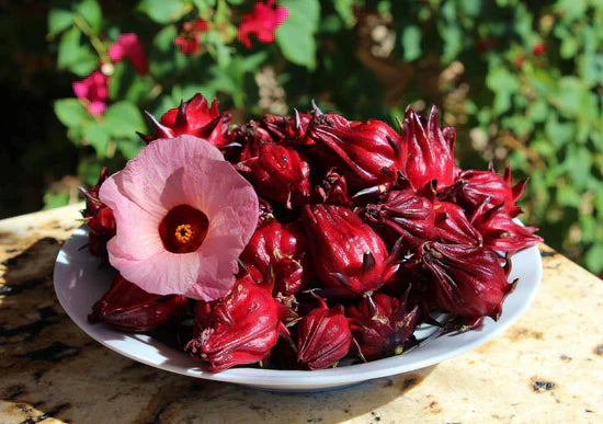 Roselle Seeds - Jamaican Sorrel - Hibiscus sabdariffa
