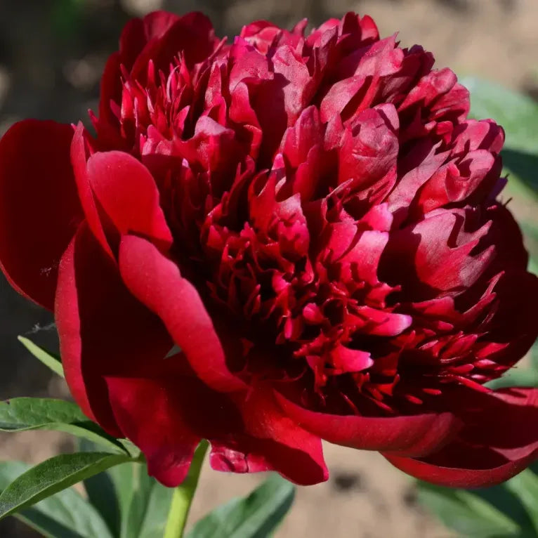 Peony Flower Seeds For Planting Garden Flowers