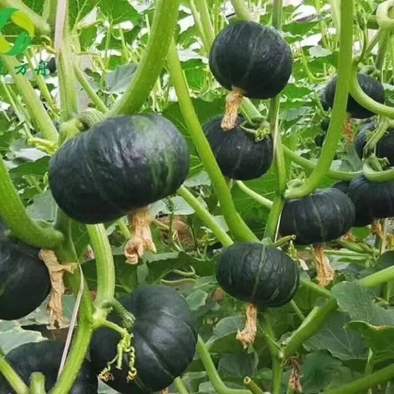 Nutritious Mini Squash seeds, Tasty & Versatile