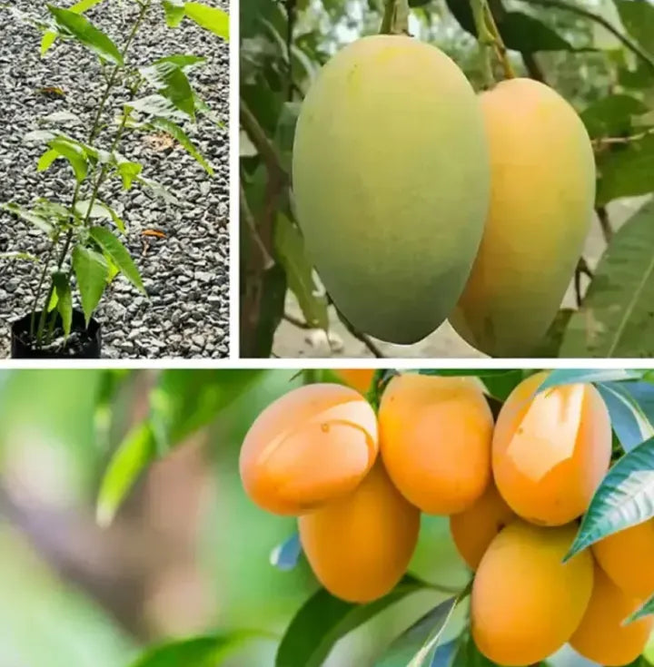 Extra-SweetSuperior Pink Mangofor seeds