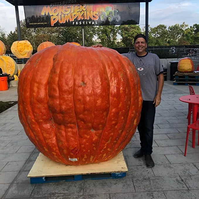 Giant Pumpkin Seeds Wallace's Whoppers