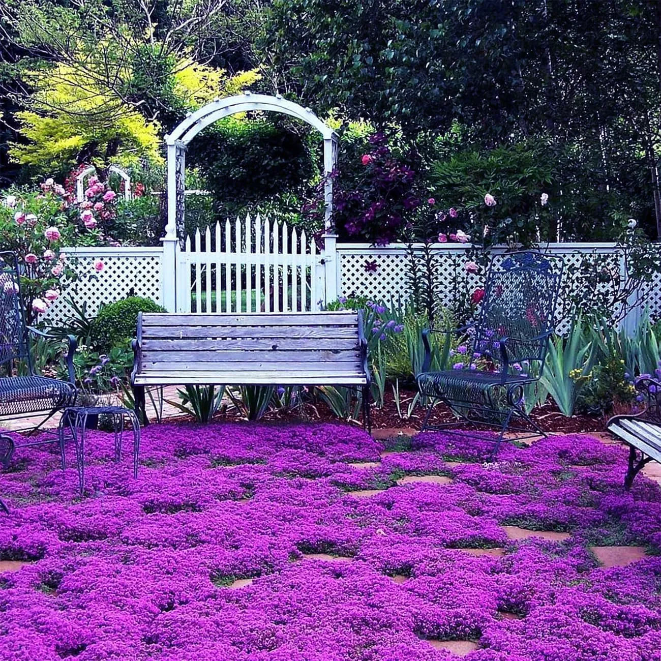 Creeping Thyme Homegrown SeedsEasy to Plant and Grow Non-GMOPerennial Flower Premium Seeds