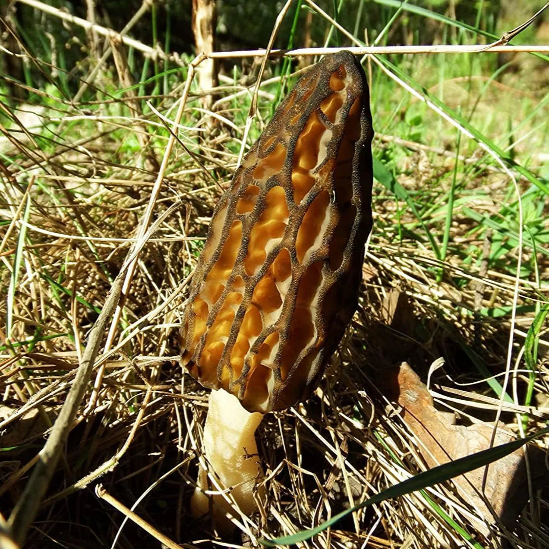 Black Morel Mushroom Spores