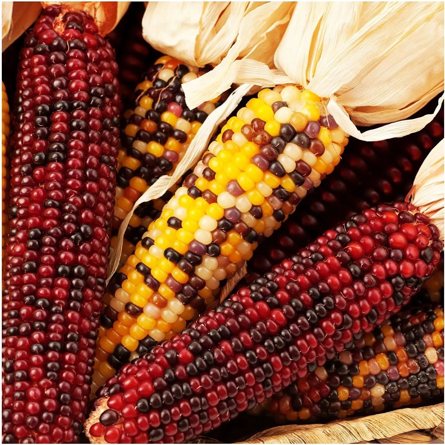 Decorative Corn Gem corn Seeds