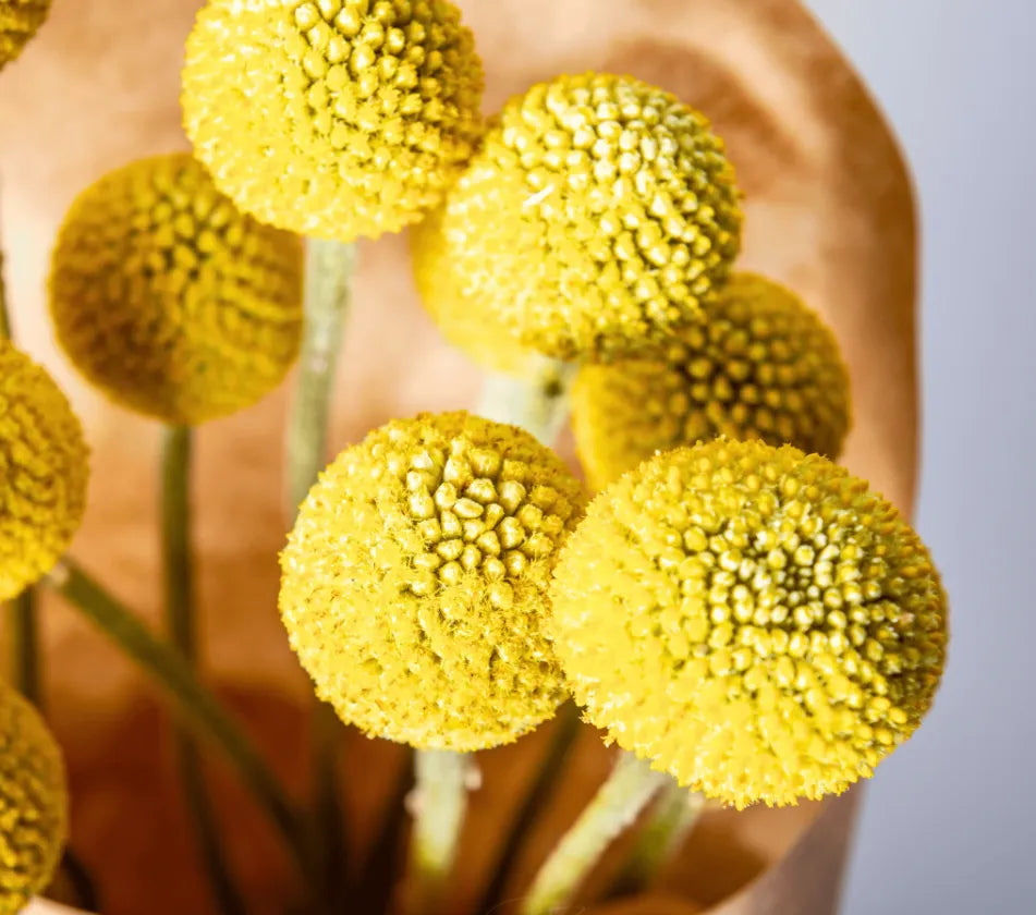 Billy Buttons (Drumsticks) –  Seeds
