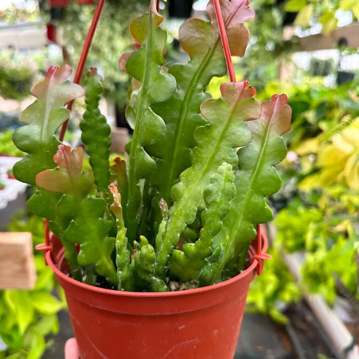 Fishbone Cactus Plant –Live Zig Zag Epiphyllum Houseplant