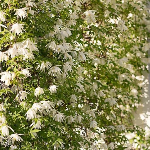 Clematis Seeds- The Queen of Climbing Vines
