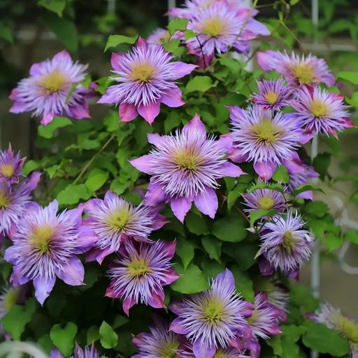 Clematis Seeds- The Queen of Climbing Vines