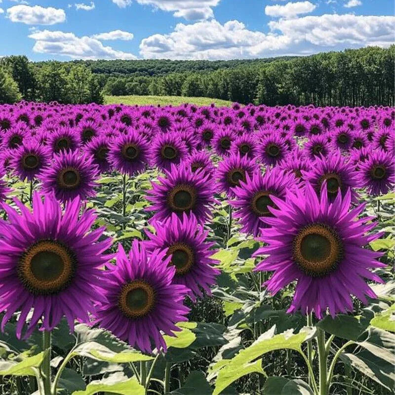 💜Rare purple sunflowers, stunning the entire garden at first glance.