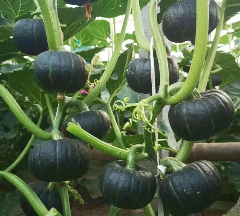 Nutritious Mini Squash seeds, Tasty & Versatile