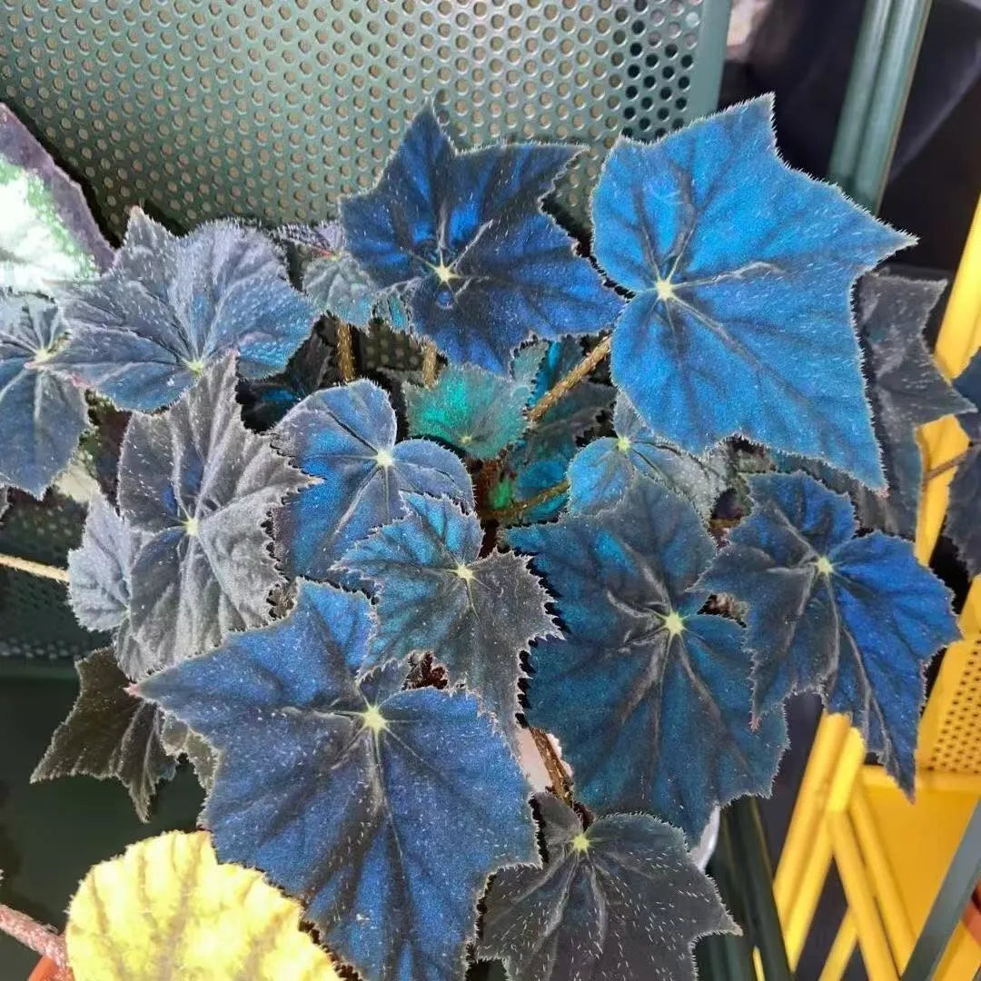 🖤 Black Swan Begonia – The Dark Beauty for Your Plant Collection