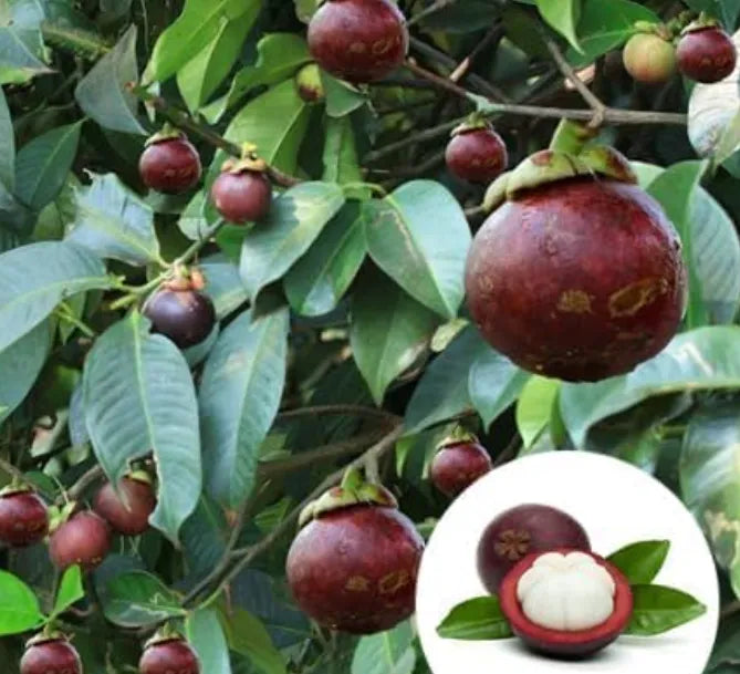 Mangosteen Live Plant Seedling | Tropical Fruit Plant for Home Garden | Purple Mangosteen Sapling