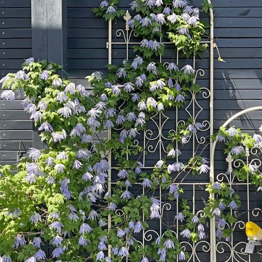 Clematis Seeds- The Queen of Climbing Vines