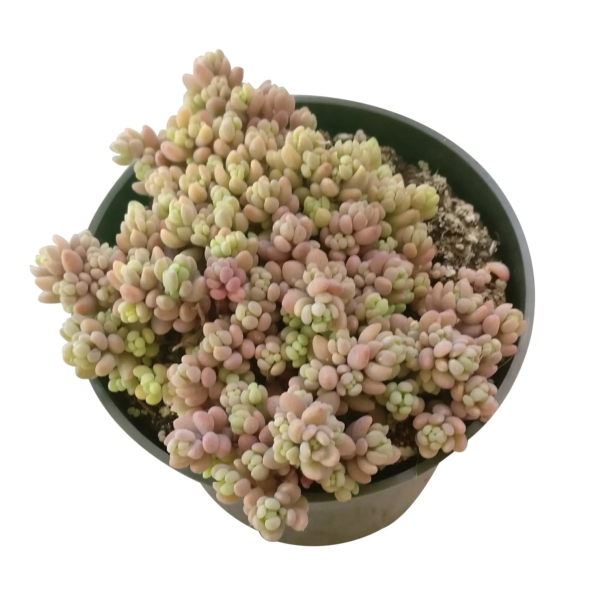 Sedum Minor Succulent Plant – Live Mini Succulent for Pots, Terrariums & Home Décor