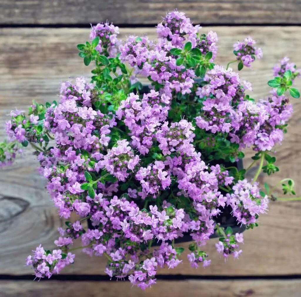 Creeping Thyme Seeds — 25 Count 🌿