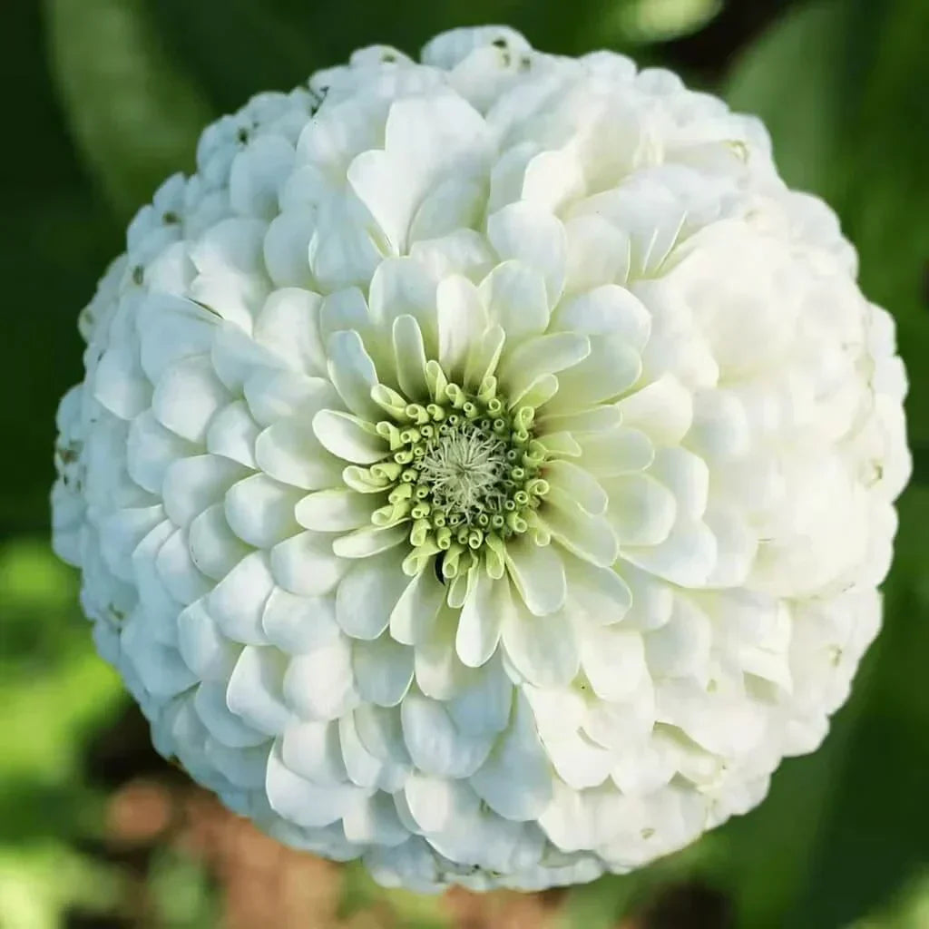 Blushing Bride Zinnia Mix — 25 Count 🤍
