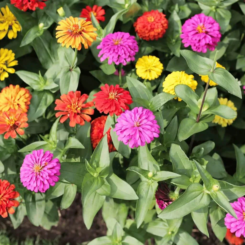Cut & Come Again Zinnia Seeds — 25 Count 🌼