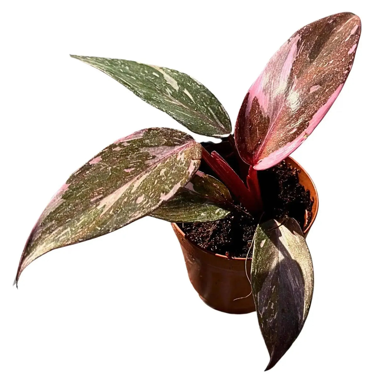 Philodendron Pink Princess– Compact Indoor Houseplant with Pink Variegated Foliage