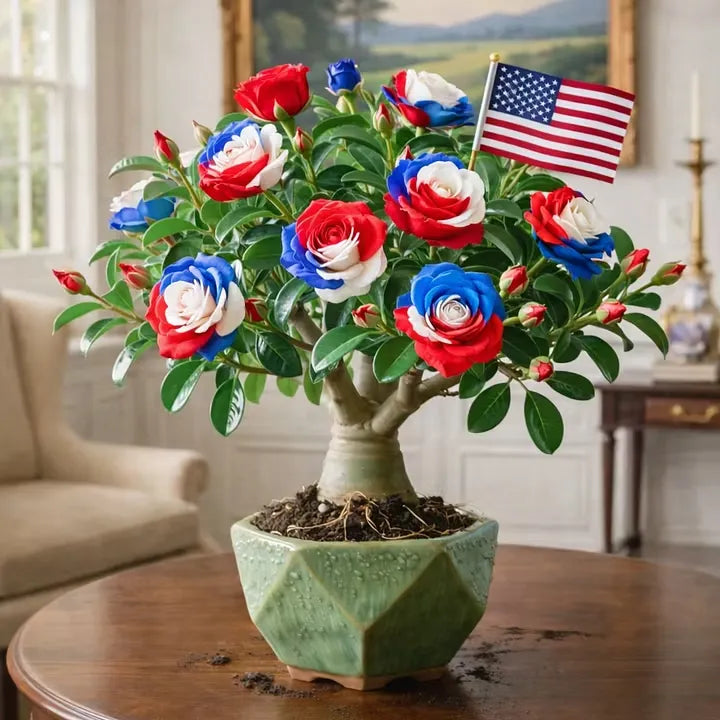 🇺🇸 Celebrate America’s 250th – Red, White & Blue Desert Rose (Adenium) Seedlings