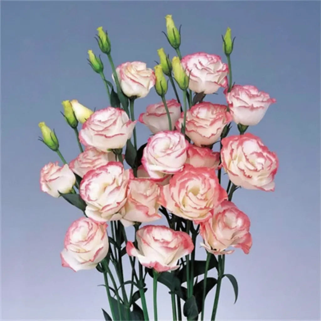 Eustoma Lisianthus Flower Seeds For Garden Blooms