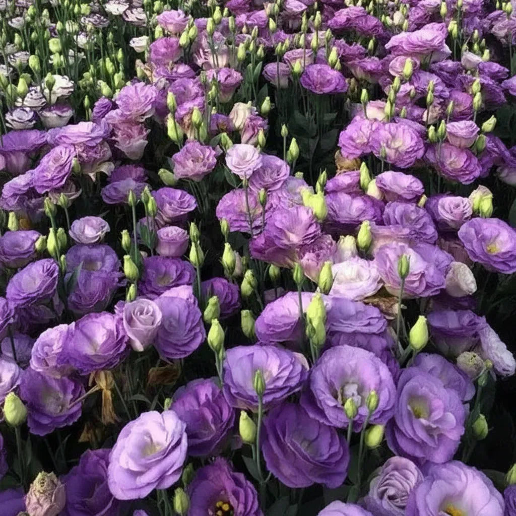 Eustoma Lisianthus Flower Seeds For Garden Blooms