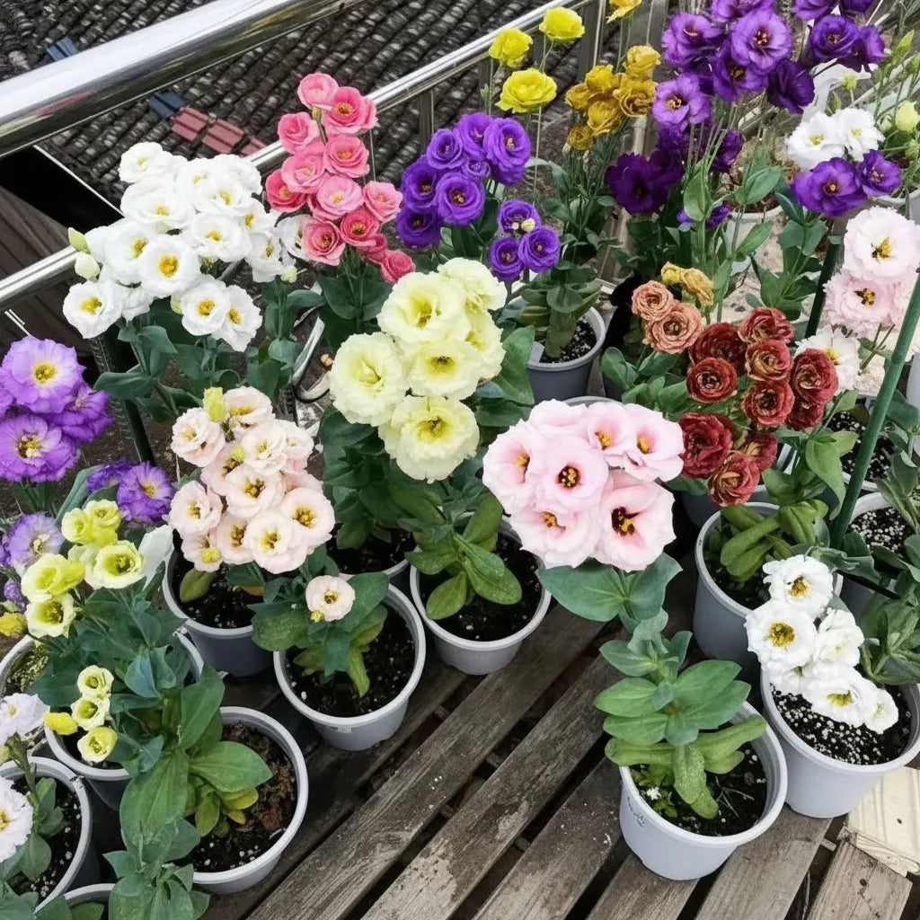 Eustoma Lisianthus Flower Seeds For Garden Blooms