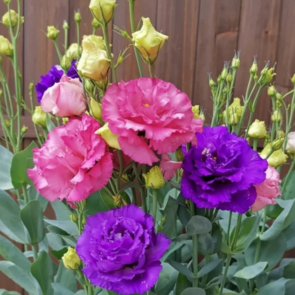 Eustoma Lisianthus Flower Seeds For Garden Blooms