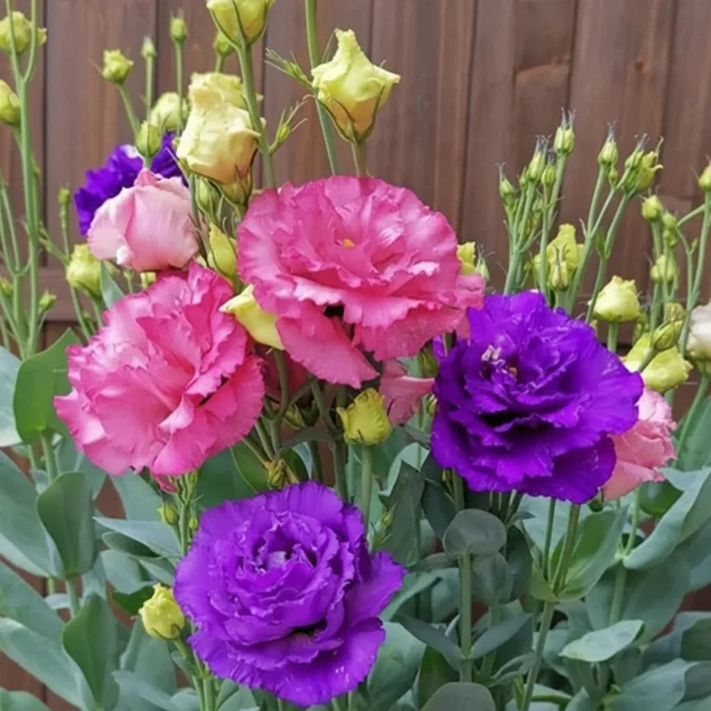 Eustoma Lisianthus Flower Seeds For Garden Blooms