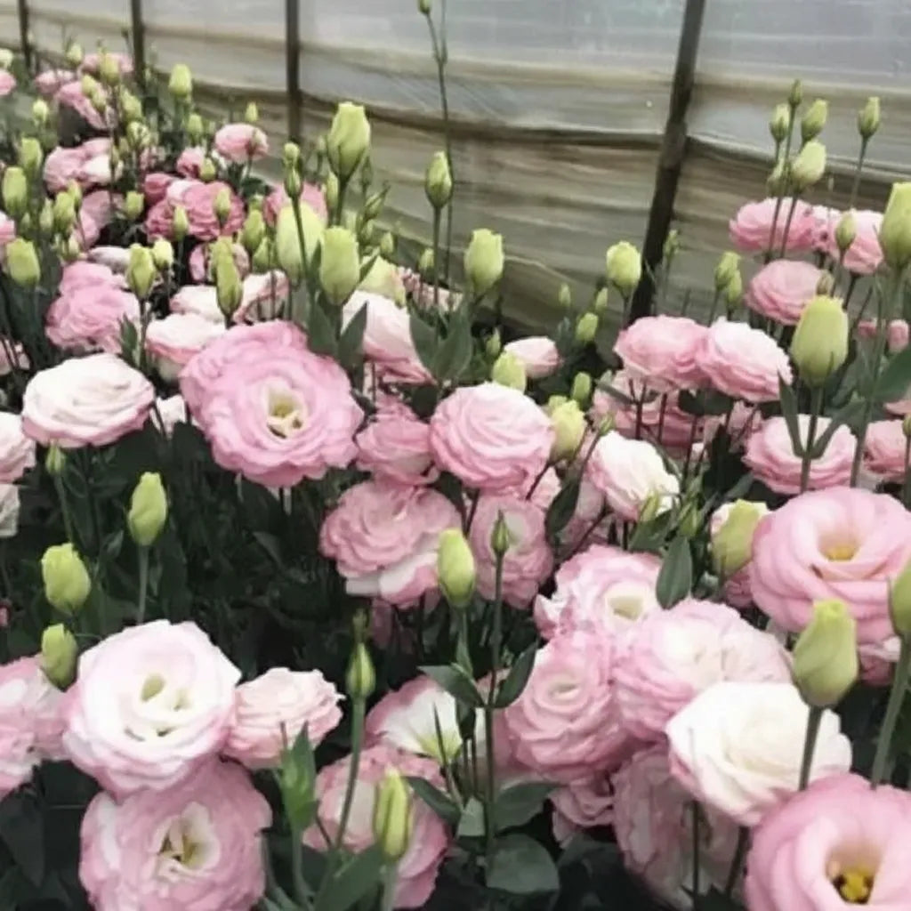 Eustoma Lisianthus Flower Seeds For Garden Blooms