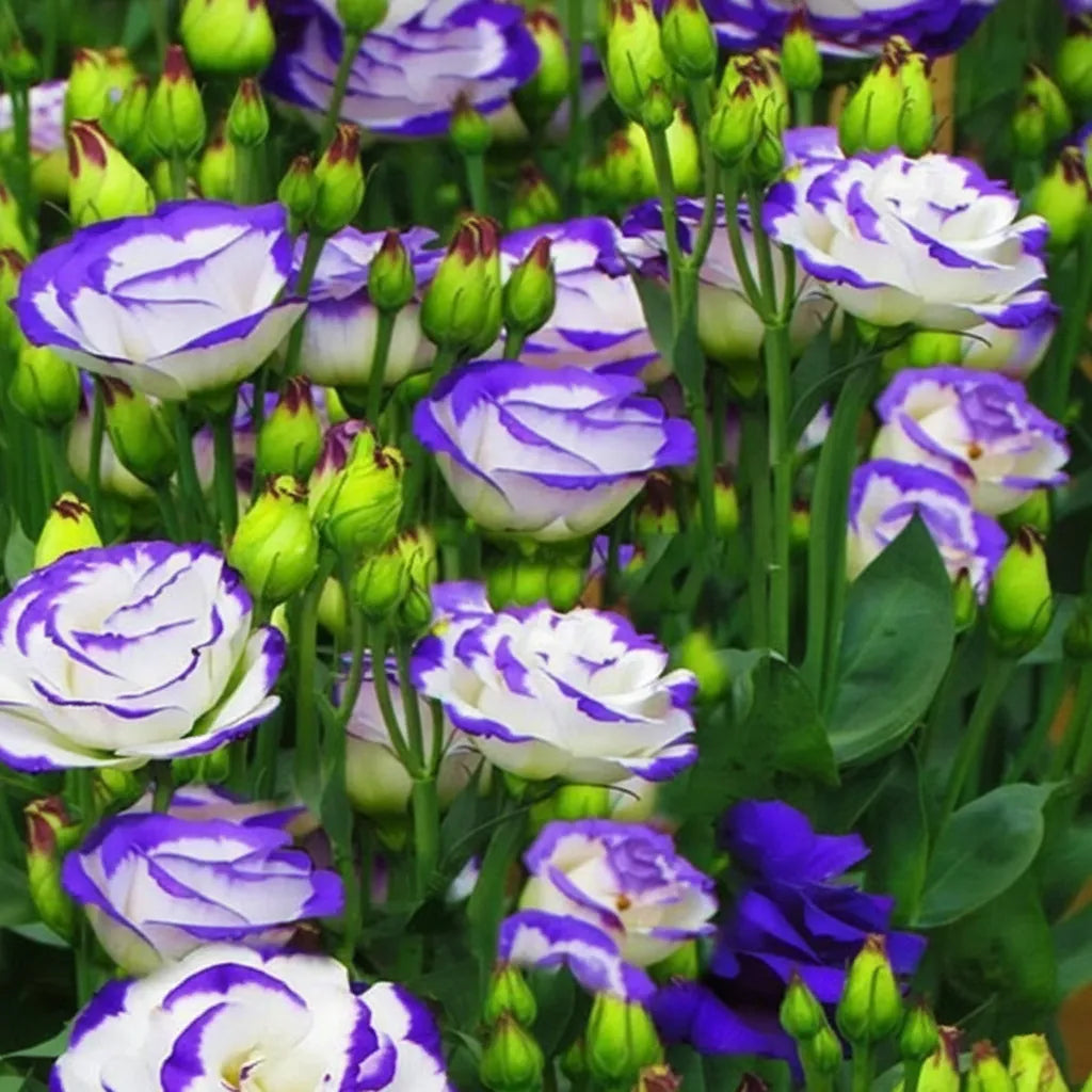 Eustoma Lisianthus Flower Seeds For Garden Blooms