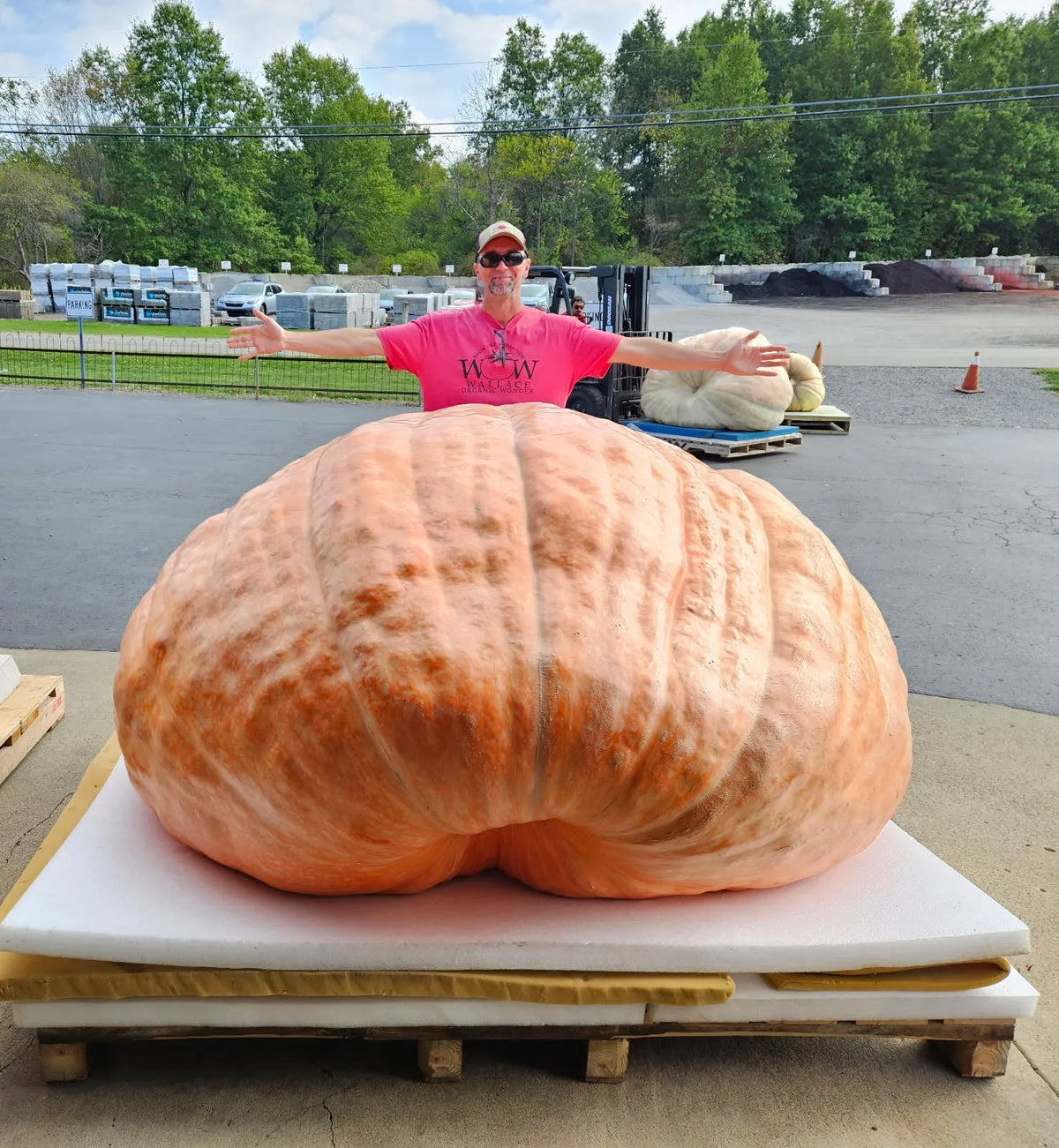 Giant Pumpkin Seeds Wallace's Whoppers
