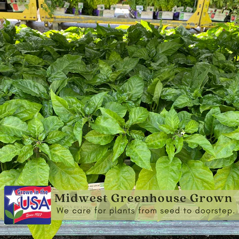 Ghost Bhut Jolokia Pepper |  Live Plants | Non-GMO, High Yield,