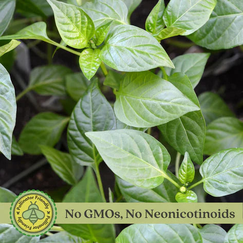 Ghost Bhut Jolokia Pepper |  Live Plants | Non-GMO, High Yield,