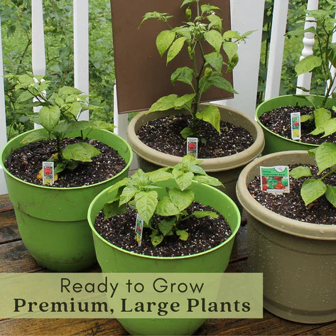 Ghost Bhut Jolokia Pepper |  Live Plants | Non-GMO, High Yield,