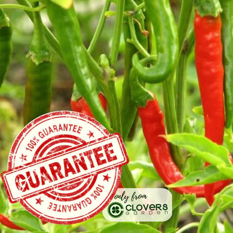 Ghost Bhut Jolokia Pepper |  Live Plants | Non-GMO, High Yield,