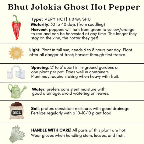 Ghost Bhut Jolokia Pepper |  Live Plants | Non-GMO, High Yield,