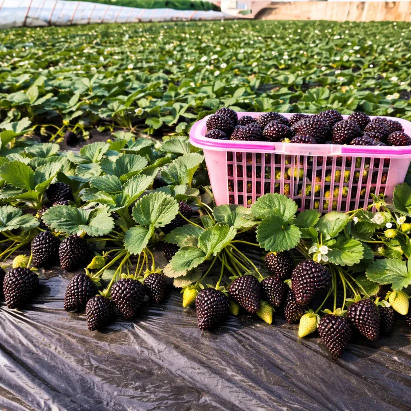 🍓Giant Black Diamond Strawberry – Sweet, delicious, nutritious, and easy to grow at home.
