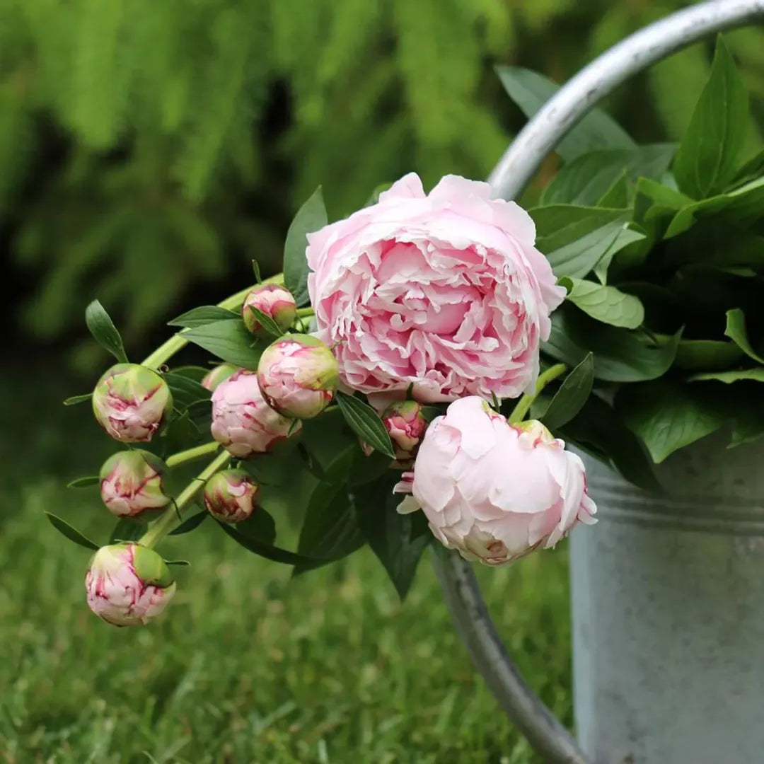 Peony Flower Seeds For Planting Garden Flowers