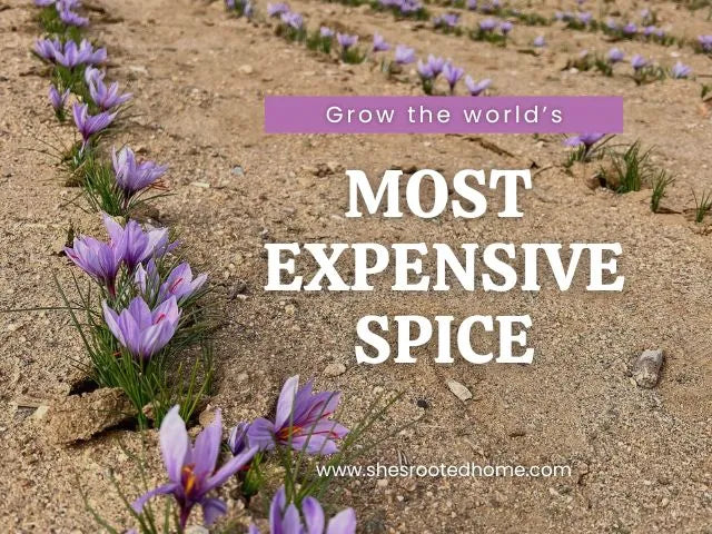 Grow Your Own Saffron at Home Beginner-Friendly