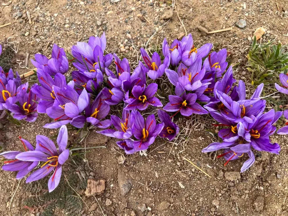 Grow Your Own Saffron at Home Beginner-Friendly