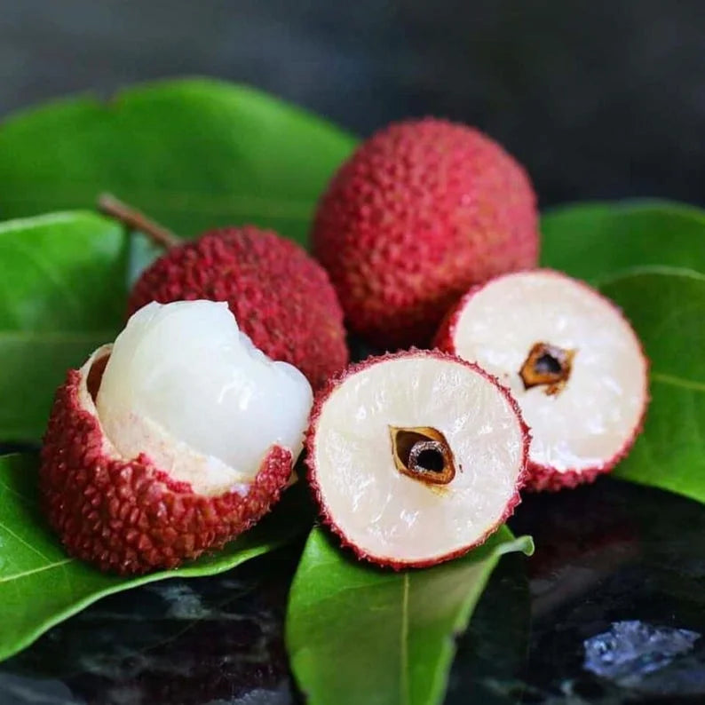 "Sweetheart" Lychee Tree – Potted Sapling of a Tall, Fruit-Bearing Variety