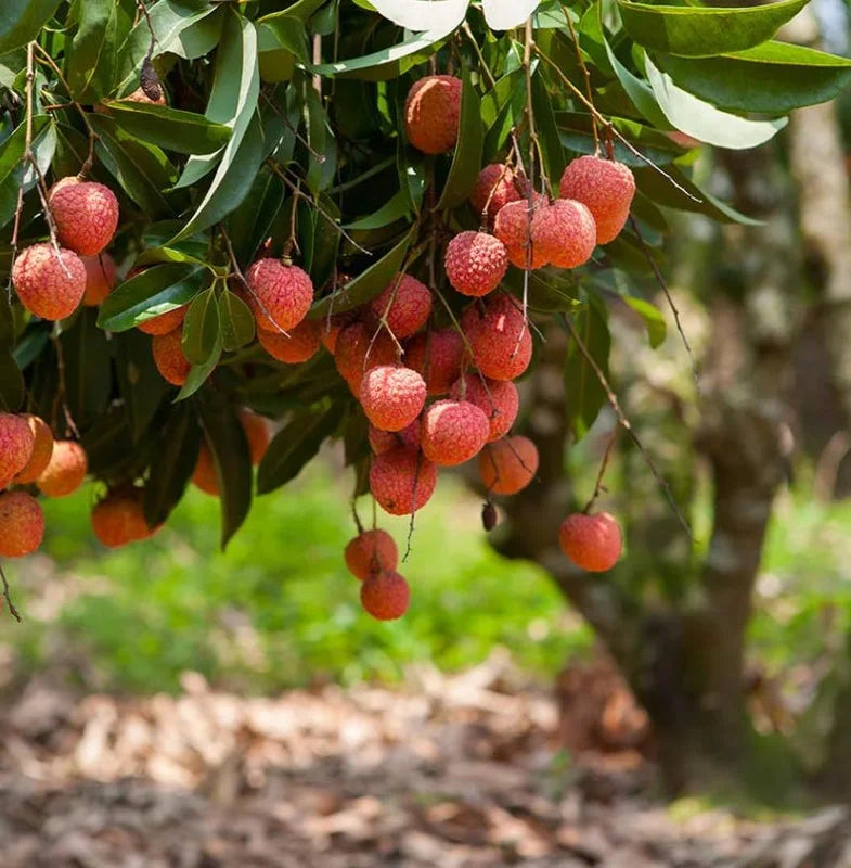 "Sweetheart" Lychee Tree – Potted Sapling of a Tall, Fruit-Bearing Variety